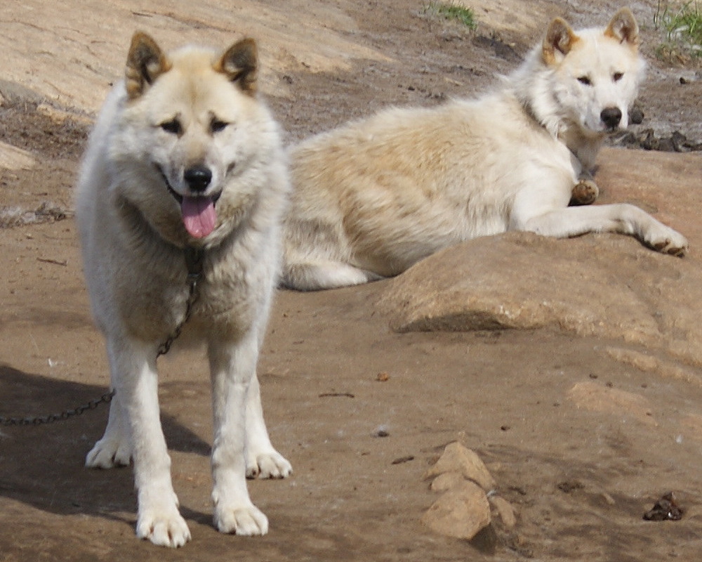 สุนัขสายพันธุ์กรีนแลนด์ ด็อก (Greenland Dog)