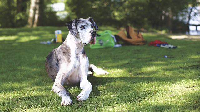 สุนัขสายพันธุ์เกรตเดน (Great Dane)
