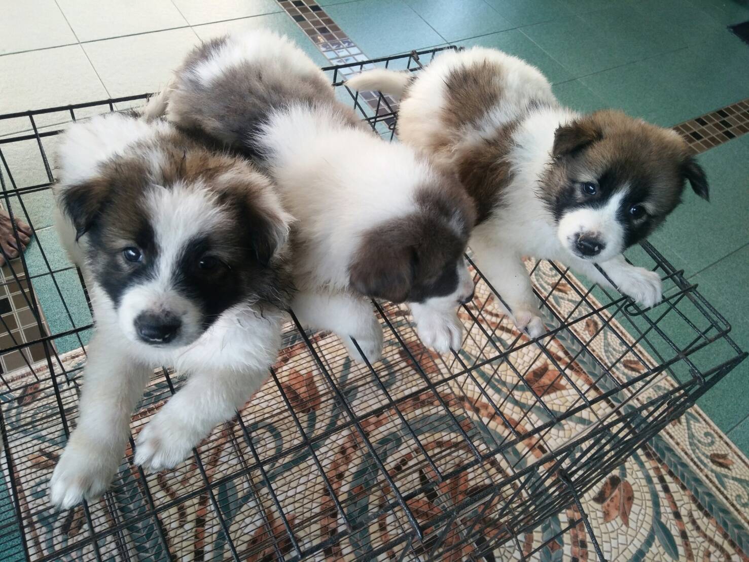 ขาย ลูกหมาบางแก้ว แท้ๆๆ น่ารัก ฉลาด เลี้ยงง่าย ราคาถูก