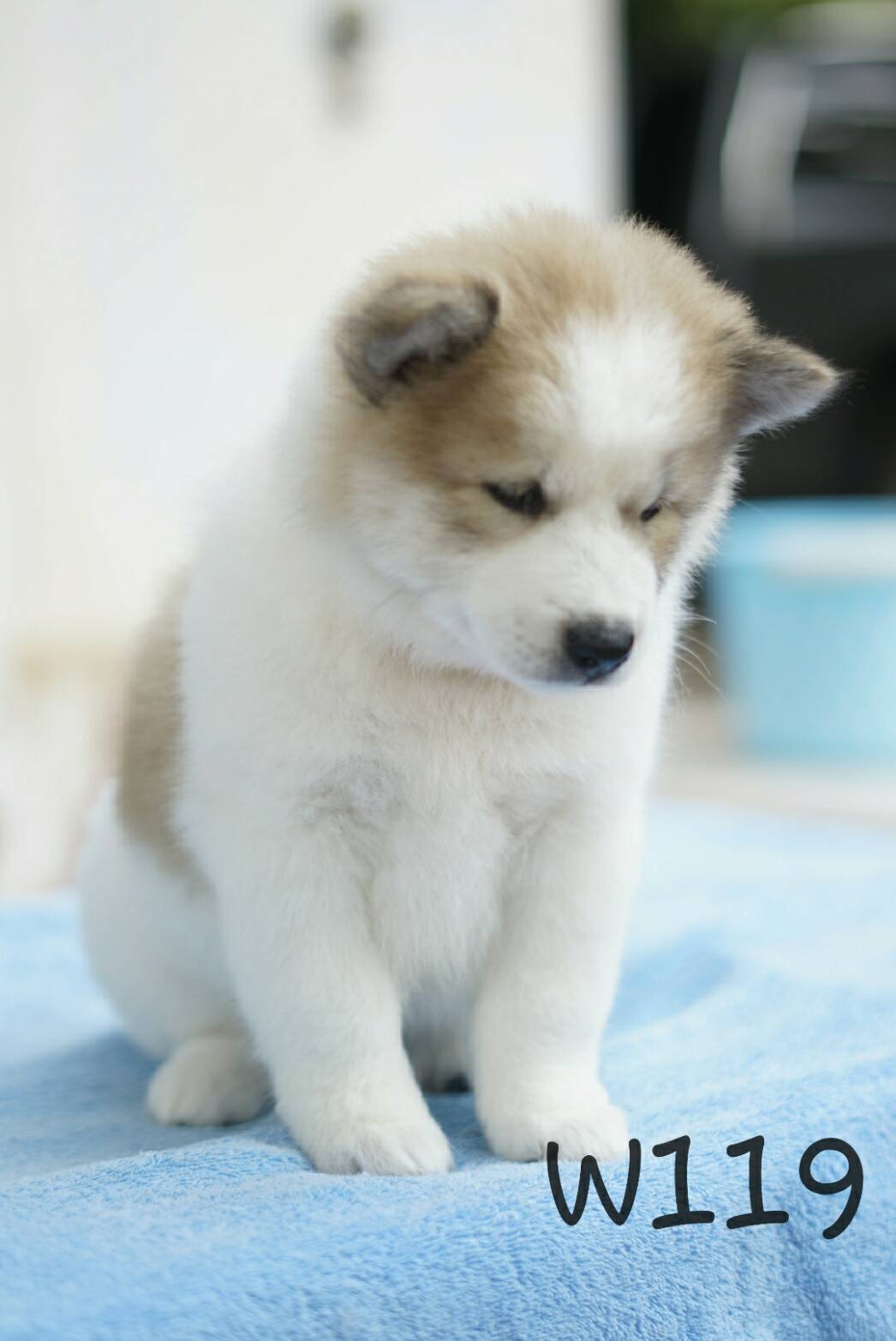 ขายลูกหมาบางแก้ว แท้ ตัวเมีย 3500 บาท