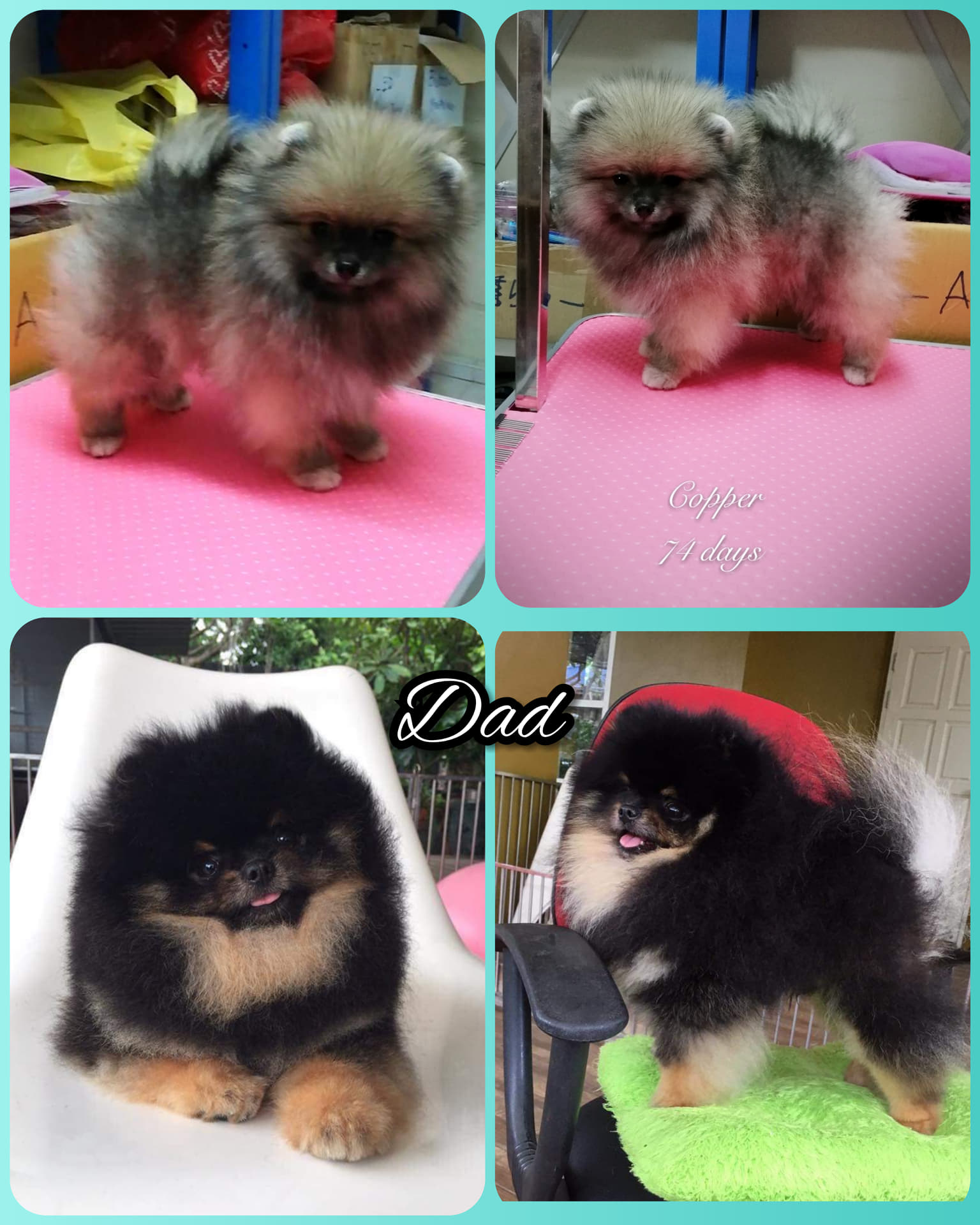 น้องปอมเพศผู้ หน้าหมี สีส้มเซเบิ้ล สายแบล็คแทน สายเลือดดีมีใบเพ็ด เกรดพ่อพันธุ์