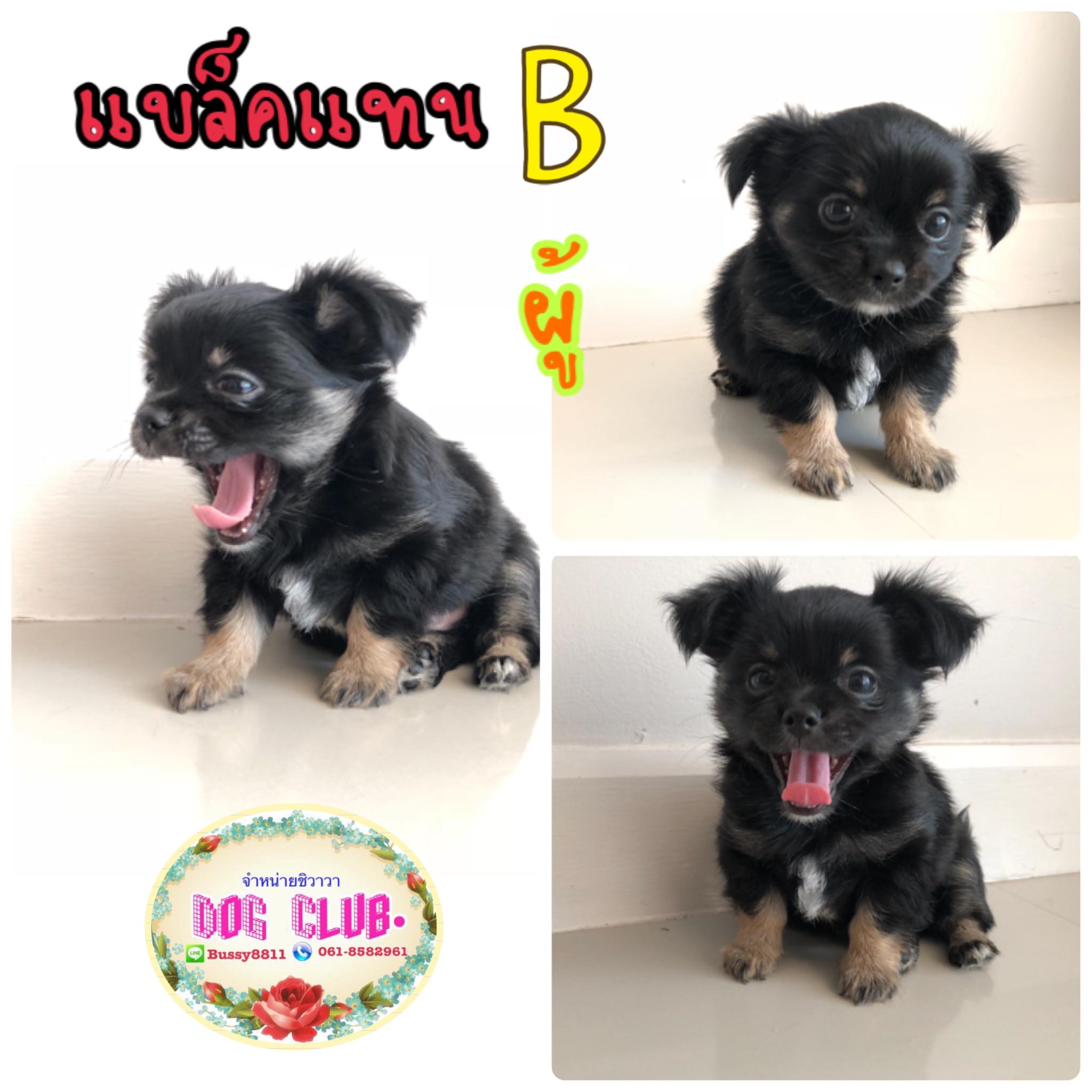 🌺น้องหมาชิวาวาขนยาว คลับชิวาวาบุญชู