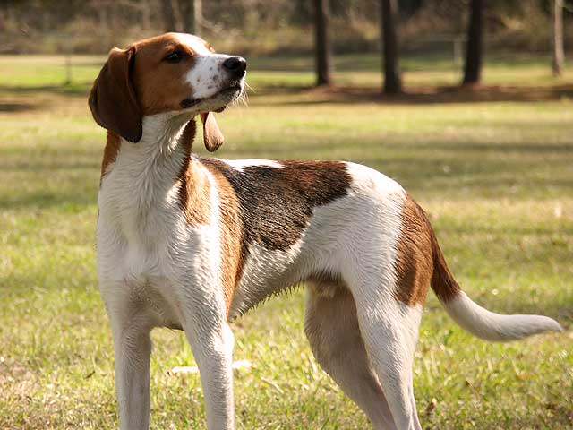 สุนัขสายพันธุ์ ทรีอิง วอล์กเกอร์ คูนฮาวนด์ (Treeing Walker Coonhound)
