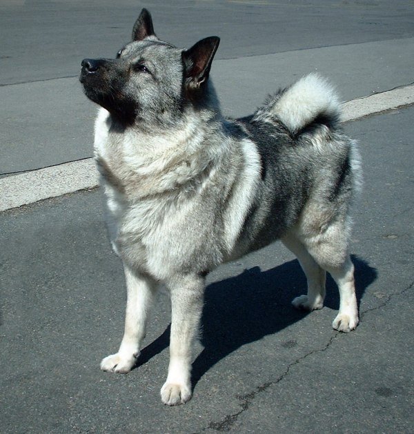 สุนัขสายพันธุ์ นอร์วีเจียน เอลก์ฮาวนด์ (Norwegian Elkhound)