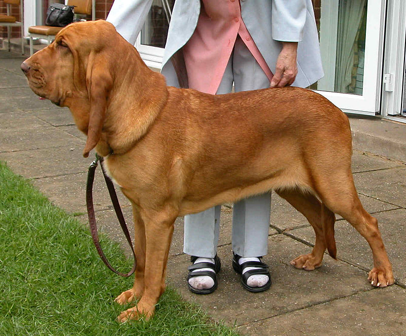 สุนัขสายพันธุ์ บลัดฮาวนด์ (Bloodhound)