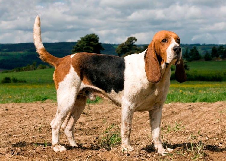 สุนัขสายพันธุ์ เชียง ดาตัว (Chien d’Artois)