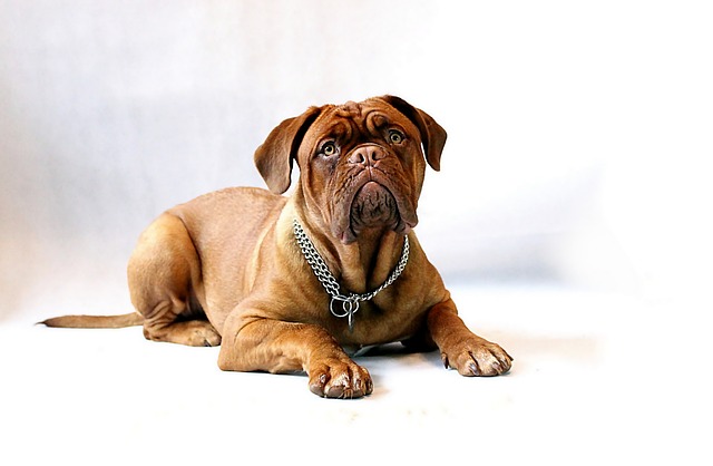 สุนัขสายพันธุ์ โดกเกอะ เดอ บอร์โดซ์ (Dogue de Bordeaux)