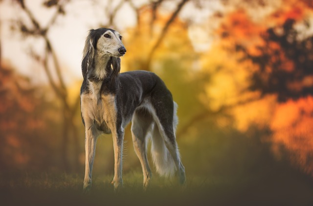 สุนัขสายพันธุ์ ซาลูกิ (Saluki)