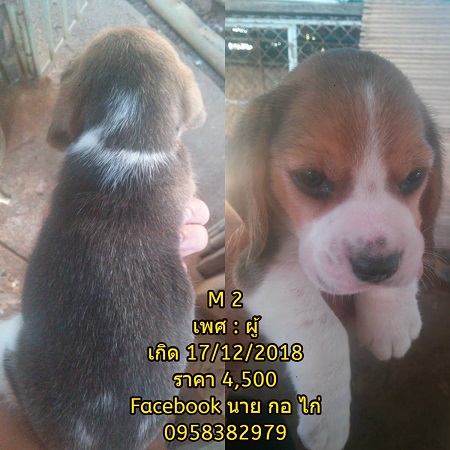 เปิดขายลูกบีเกิ้ลแท้ ไซส์ 13 ครับ