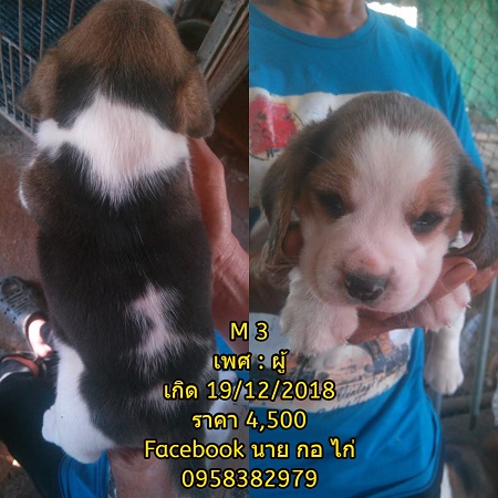 เปิดขายลูกบีเกิ้ลแท้ ไซส์ 13 ครับ