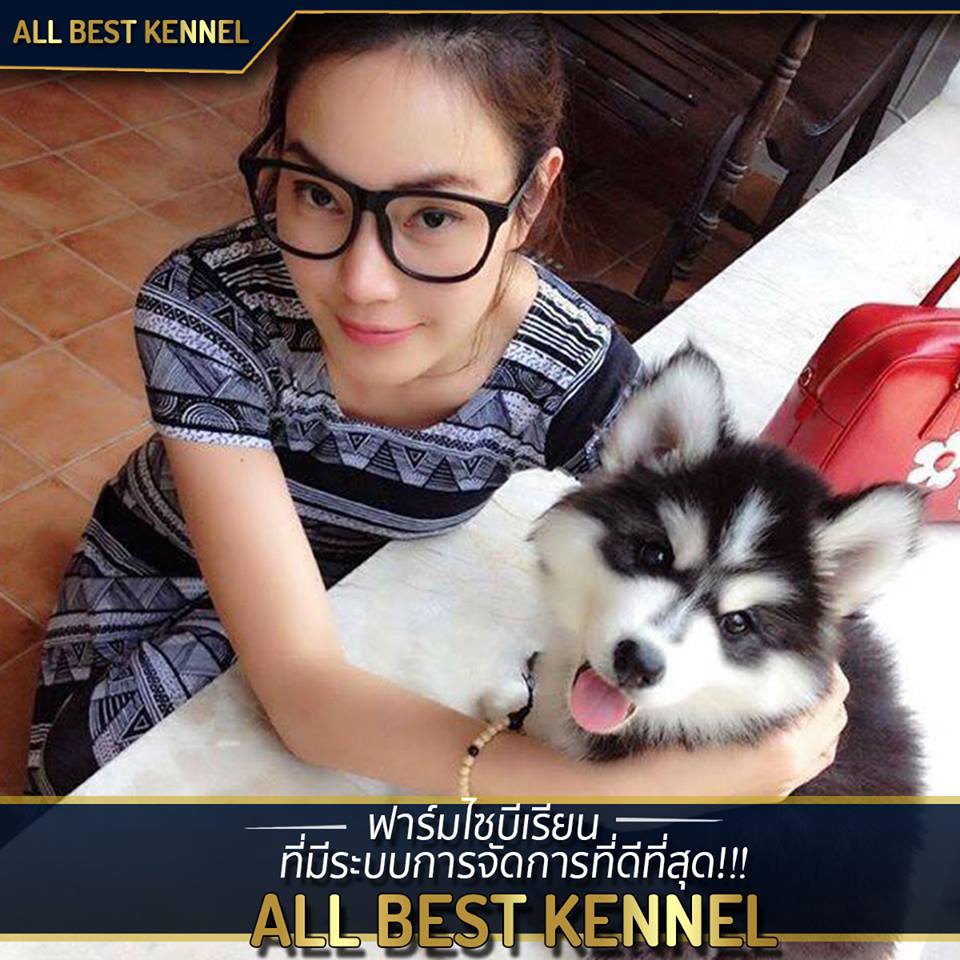 Allbest kennel ฟาร์มไซบีเรียนคุณภาพอันดับ1ในไทย ที่มีสุนัขให้เลือกมากที่สุด