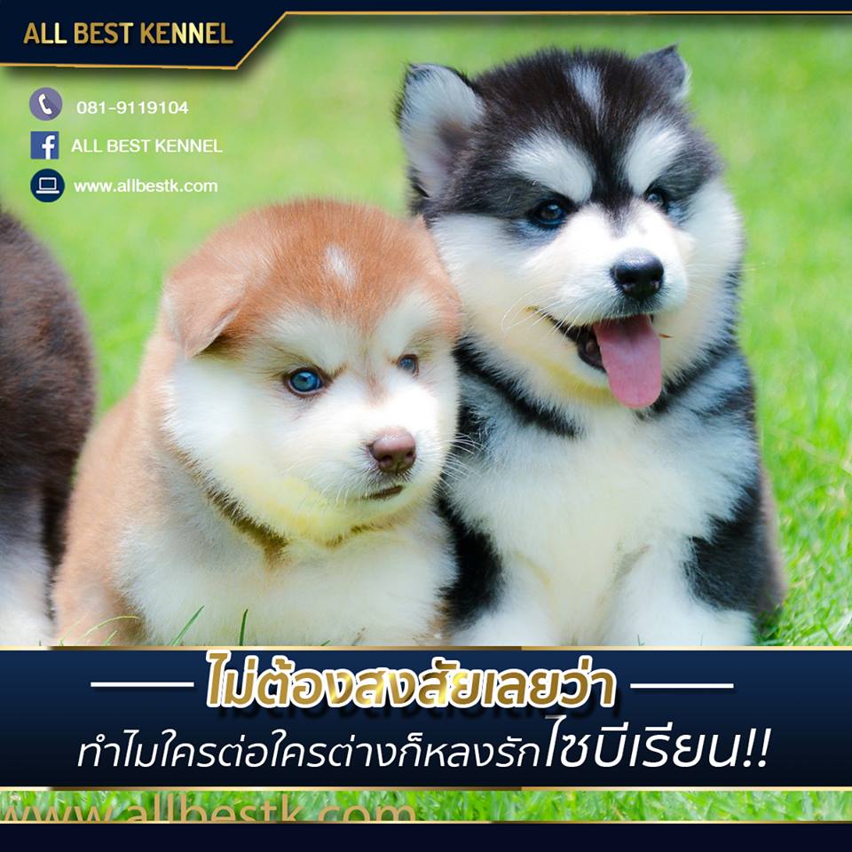 Allbest kennel ฟาร์มไซบีเรียนคุณภาพอันดับ1ในไทย ที่มีสุนัขให้เลือกมากที่สุด