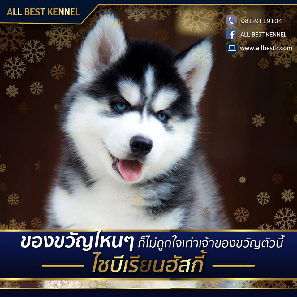 Allbest kennel ฟาร์มไซบีเรียนคุณภาพอันดับ1ในไทย ที่มีสุนัขให้เลือกมากที่สุด
