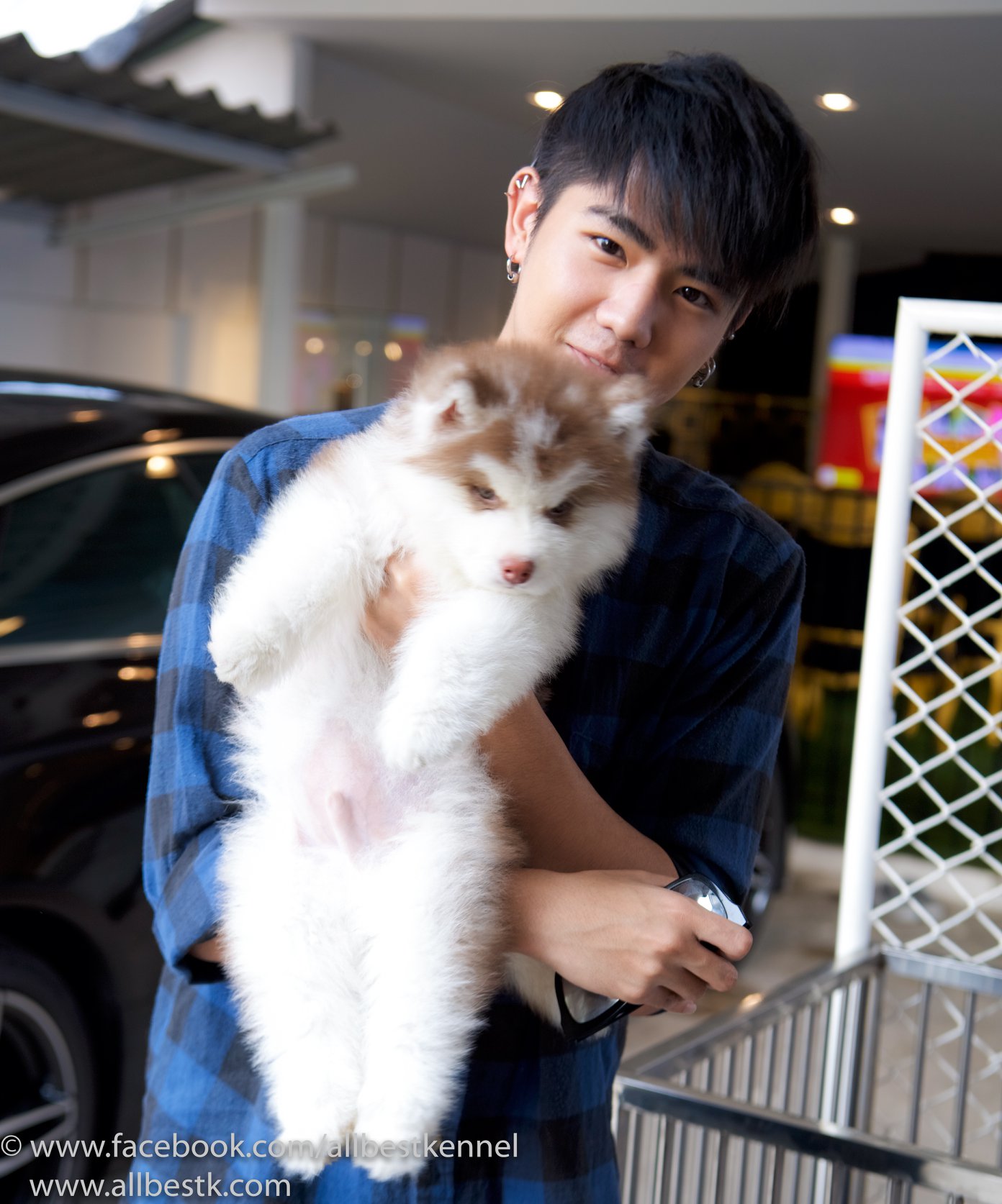 ศูนย์รวม ไซบีเรียน ฮัสกี้ ที่ใหญ่ที่สุดในประเทศไทย allbestk.com