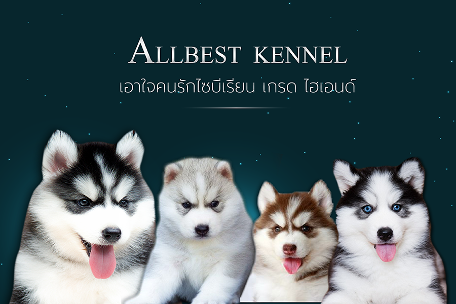 ศูนย์รวม ไซบีเรียน ฮัสกี้ ที่ใหญ่ที่สุดในประเทศไทย allbestk.com