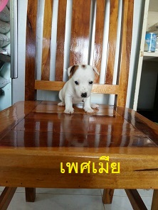 ลูกสุนัขแจ๊ครัสเซลล์พันธุ์แท้ ตัวละ3900 บาทครับ