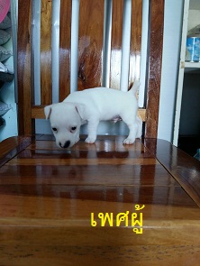 ลูกสุนัขแจ๊ครัสเซลล์พันธุ์แท้ ตัวละ3900 บาทครับ