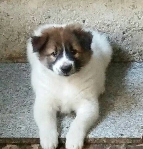 ลูกหมา บางแก้วแท้ น่ารัก เลี้ยงง่าย ราคาถูก
