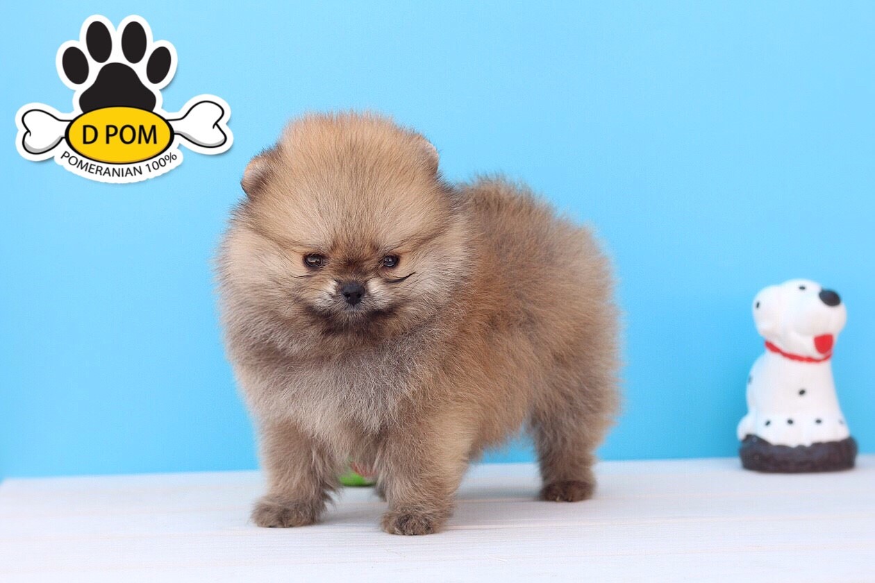 DPOM FARM ขายน้องปอมแท้ ...ฝ้าย...เพศเมีย สีส้ม ขนฟู ตากลม ฟอร์มสวย น่ารัก