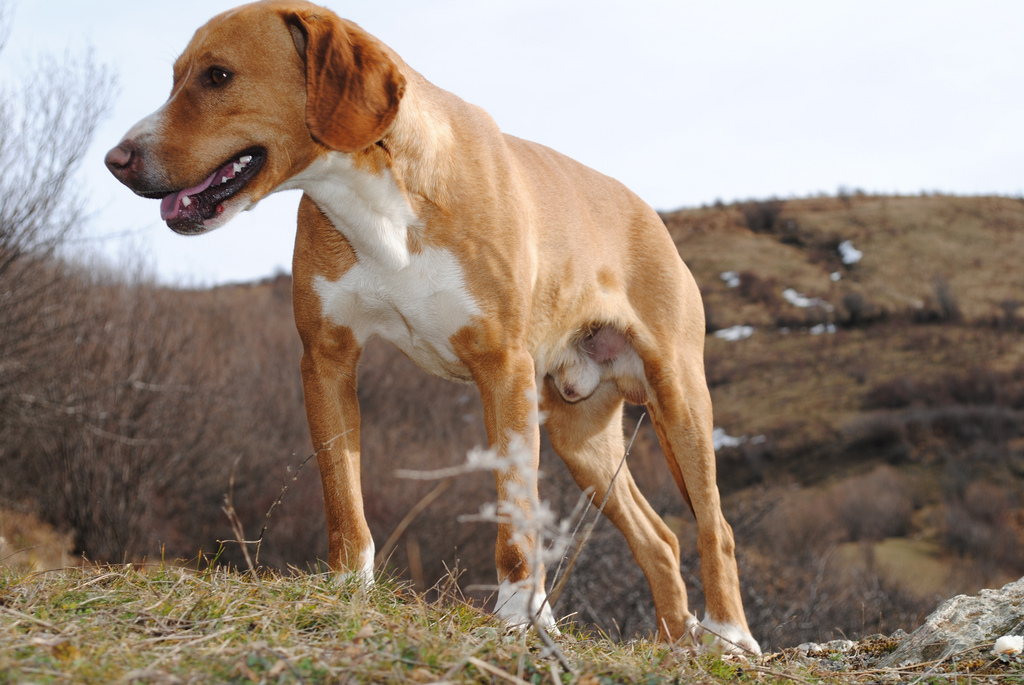สุนัขสายพันธุ์ บอลข่าน ฮาวนด์ (Balkan Hound)
