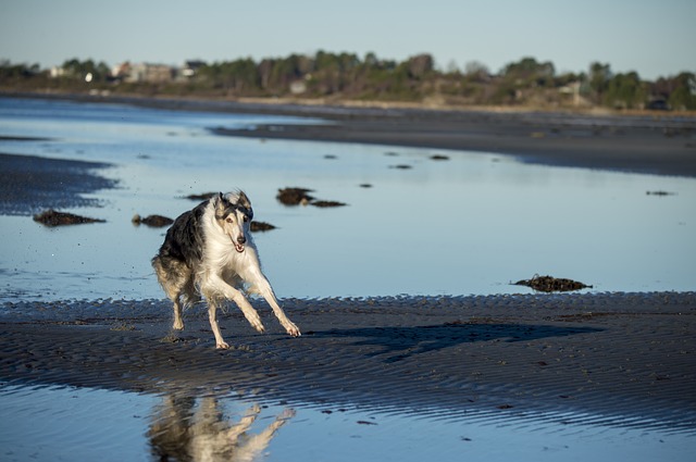 สุนัขสายพันธุ์ บอร์ซอย (Borzoi)