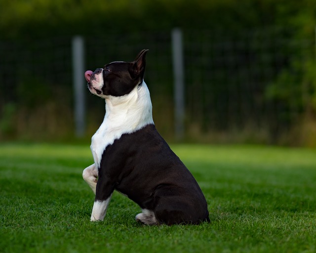สุนัขสายพันธุ์ บอสตัน เทอร์เรียร์ (Boston Terrier)