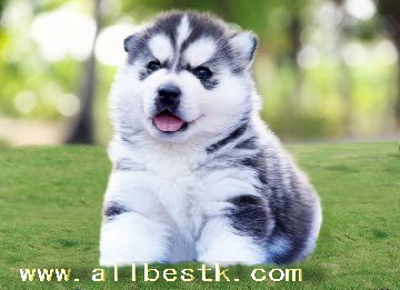 ฟาร์มขายไซบีเรียน เกรดดี allbestk.com บริการหลังการขายครบวงจร