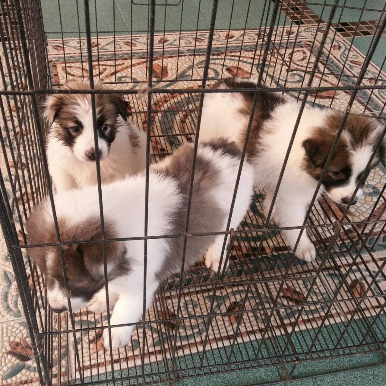 ขาย ลูกหมาบางแก้วแท้ๆๆ น่ารัก ฉลาด เลี้ยงง่าย ราคาถูก 1900 บ.