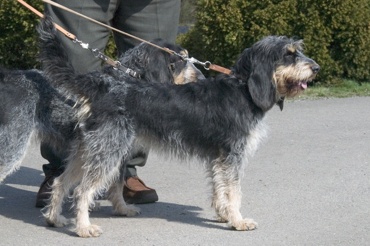 สุนัขสายพันธุ์ เปอติต กริฟฟอง เบลอ เดอ กัสคอนเยอ(Petit Griffon Bleu de Gascogne)