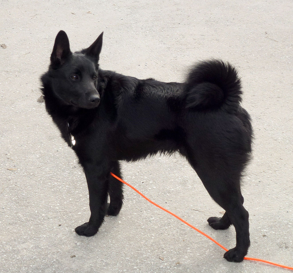 สุนัขสายพันธุ์ นอร์วีเจียน เอลก์ฮาวนด์ (Black Norwegian Elkhound)