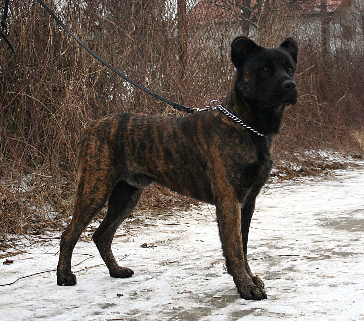 สุนัขสายพันธุ์ โปรตุกีส แคทเทิล ด็อก (Portuguese Cattle Dog)