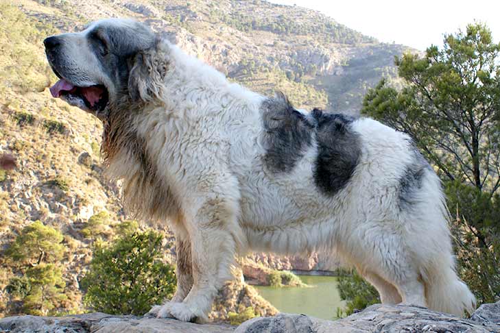 สุนัขสายพันธุ์ พิเรเนียน มาสทิฟฟ์ (Pyrenean Mastiff)