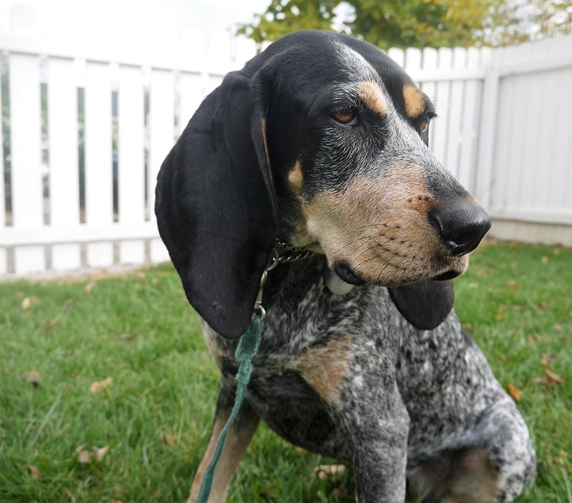 สุนัขสายพันธุ์ บูลทิก คูนฮาวนด์ (Bluetick Coonhound)