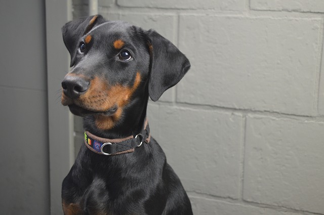 สุนัขสายพันธุ์ โดเบอร์แมน (Dobermann)