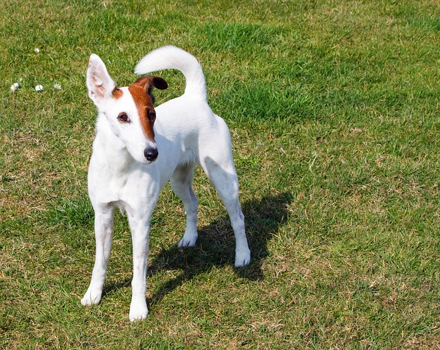สุนัขสายพันธุ์ ฟอกซ์ เทอร์เรียร์ (Smooth Fox Terrier)