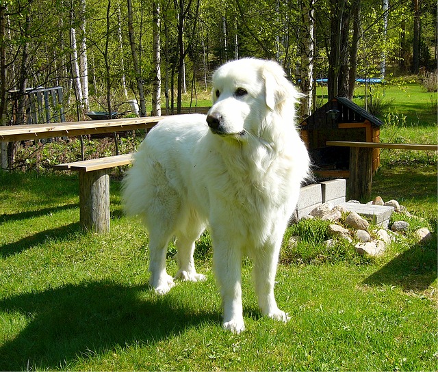 สุนัขสายพันธุ์ พิเรเนียน เมาน์เทน ด็อก (Pyrenean Mountain Dog)