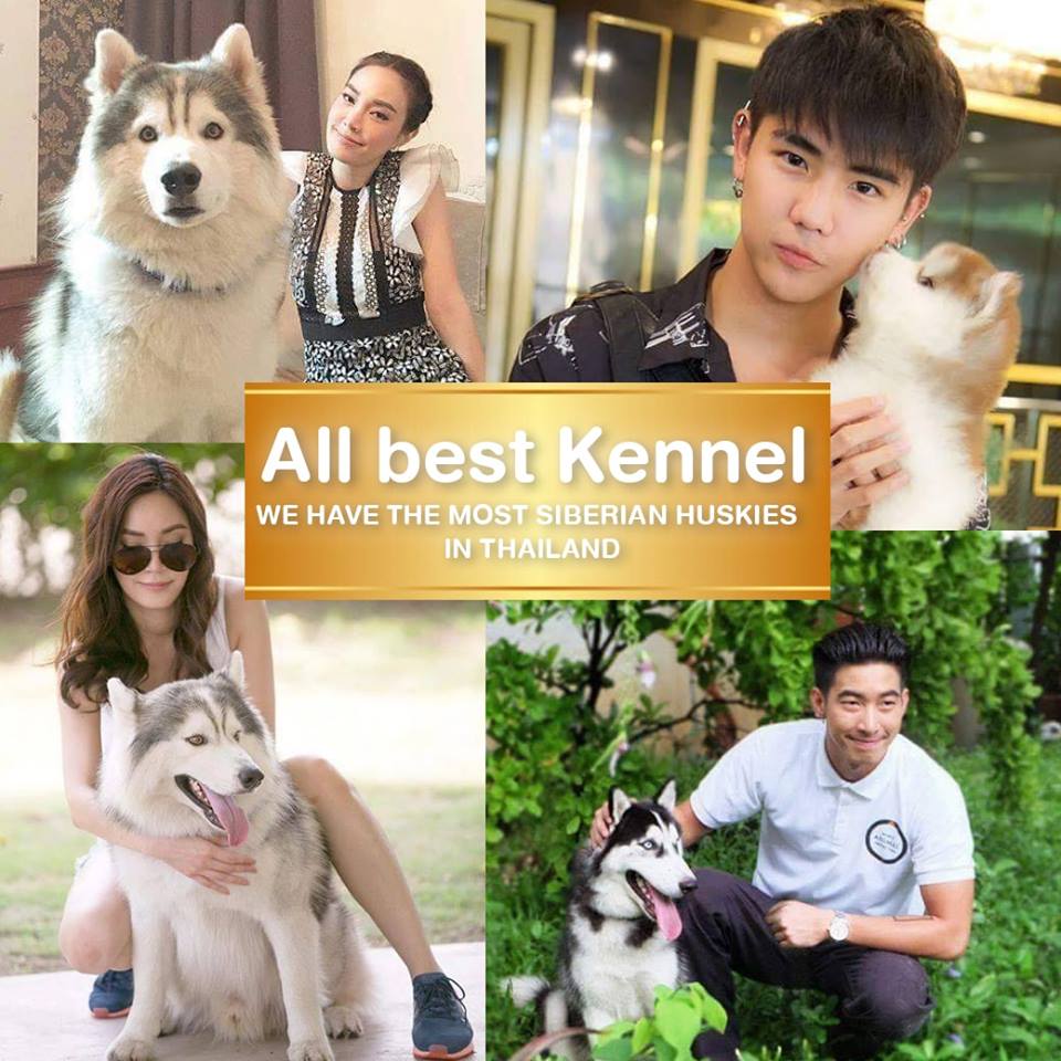 ขายไซบีเรียนฮัสกี้ เกรดดี มีทุกสีทุกแบบให้เลือก ที่ฟาร์มallbest เท่านั้น