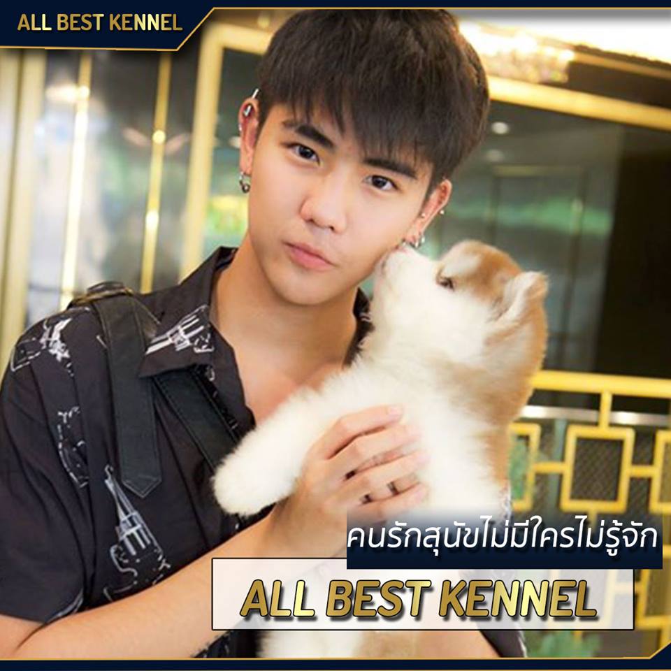 ไซบีเรียนฮัสกี้ที่เหนือกว่าไซบีเรียนทั่วไป #ต้องไซบีเรียนฮัสกี้สไตล์Allbest  ควา