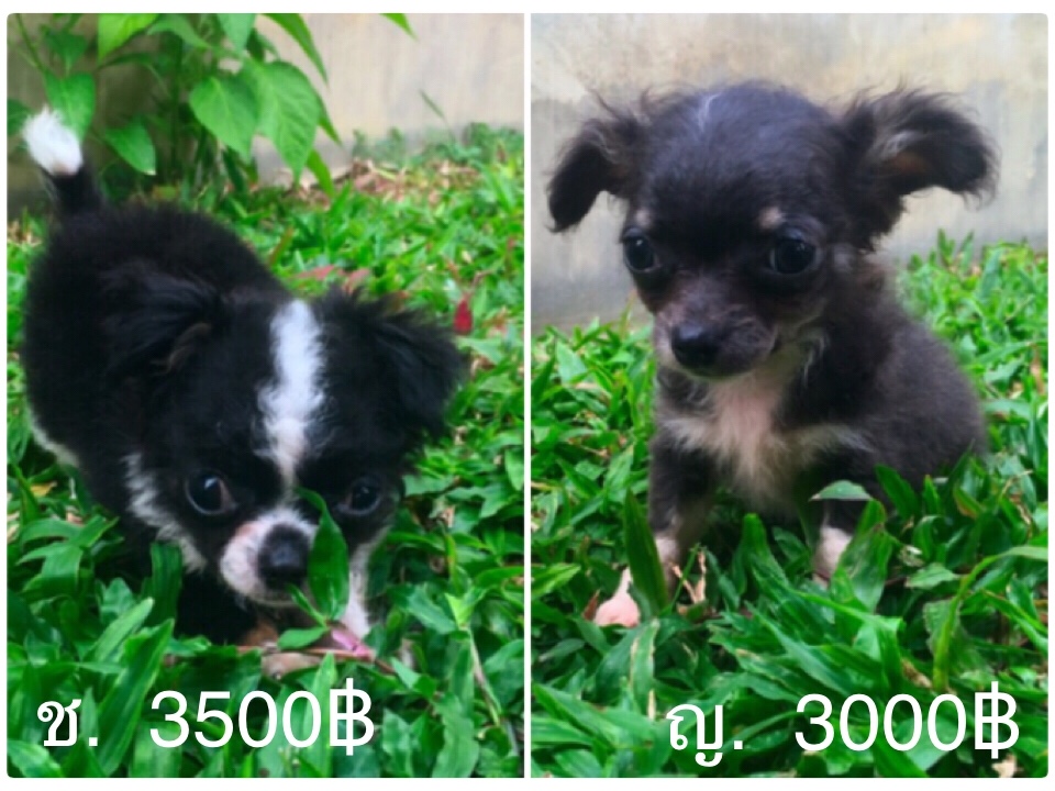 ชิวาวาขนยาวผู้1 เมีย1