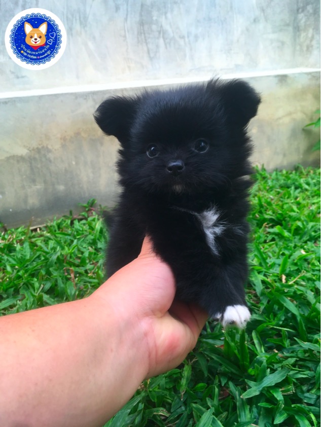 ปอมเมอเรดนียนเพศผู้ราคา 4500 บาท