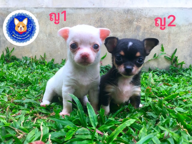 ชิวาวาขนสั้นเพศเมีย 3900 บาท