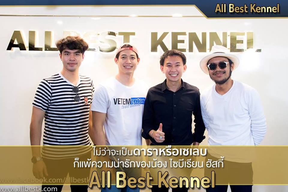 ไซบีเรียนฮัสกี้ที่เหนือกว่าไซบีเรียนทั่วไป #ต้องไซบีเรียนฮัสกี้สไตล์Allbest