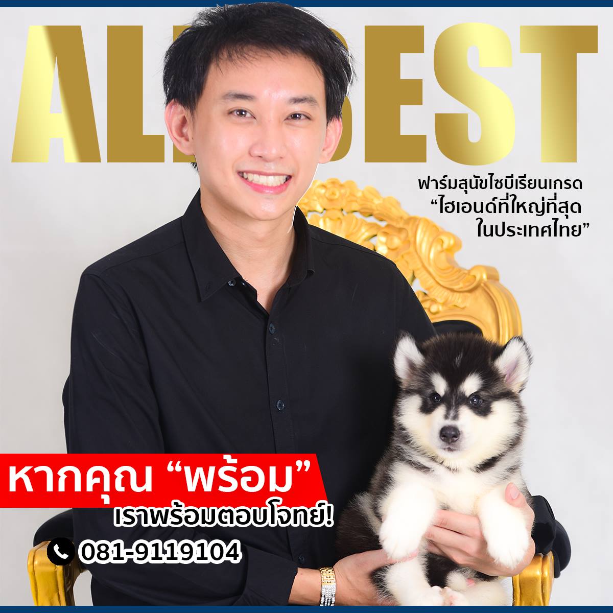 ไซบีเรียนฮัสกี้ที่เหนือกว่าไซบีเรียนทั่วไป #ต้องไซบีเรียนฮัสกี้สไตล์Allbest  ควา