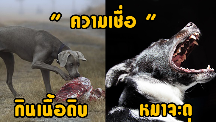 ความเชื่อที่ว่า “หมากินของดิบแล้วจะดุ”