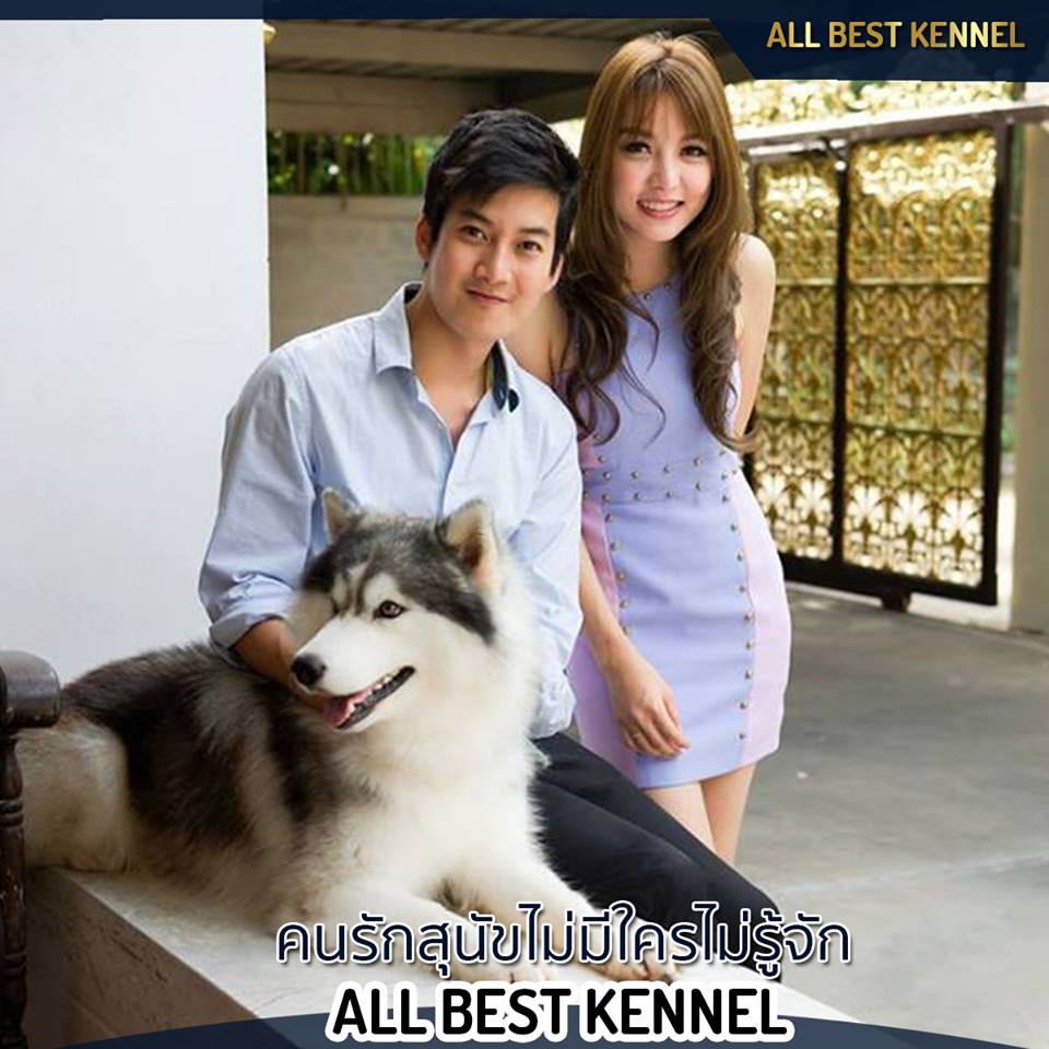 ขายไซบีเรียนฮัสกี้ เกรดดี มีทุกสีทุกแบบให้เลือก ที่ฟาร์มallbest เท่านั้น