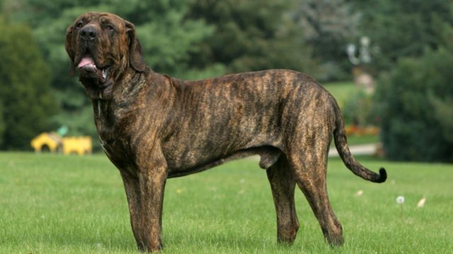 สุนัขสายพันธุ์ ฟิลา บราซิไลโร (Fila Brasileiro)