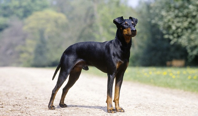 สุนัขสายพันธุ์ แมนเชสเตอร์ เทอร์เรียร์ (Manchester Terrier)