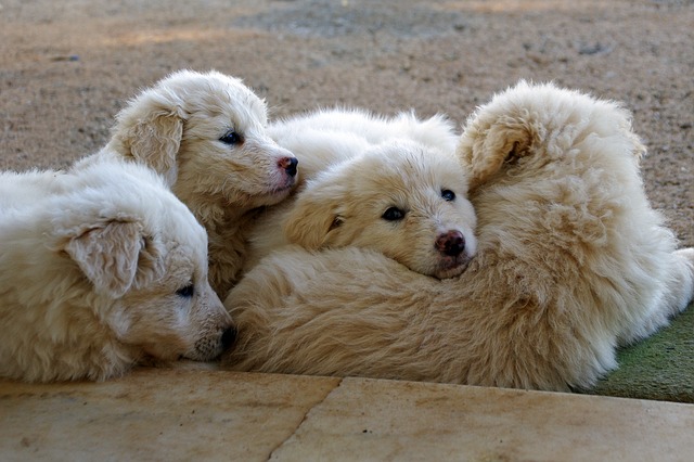 สุนัขสายพันธุ์ มาเรมมา ชีพด็อก (Maremma Sheepdog)