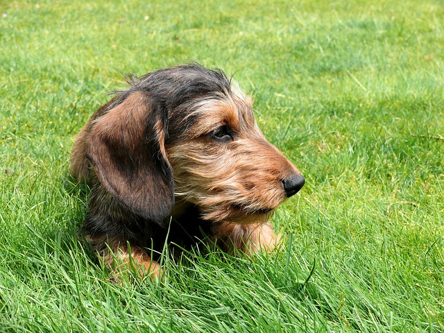 สุนัขสายพันธุ์ มินิเอเจอร์ ดัชชุนด์ (Miniature Dachshund)