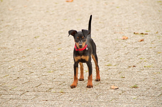 สุนัขสายพันธุ์ มินิเจอร์ พินเชอร์ (Miniature Pinscher)